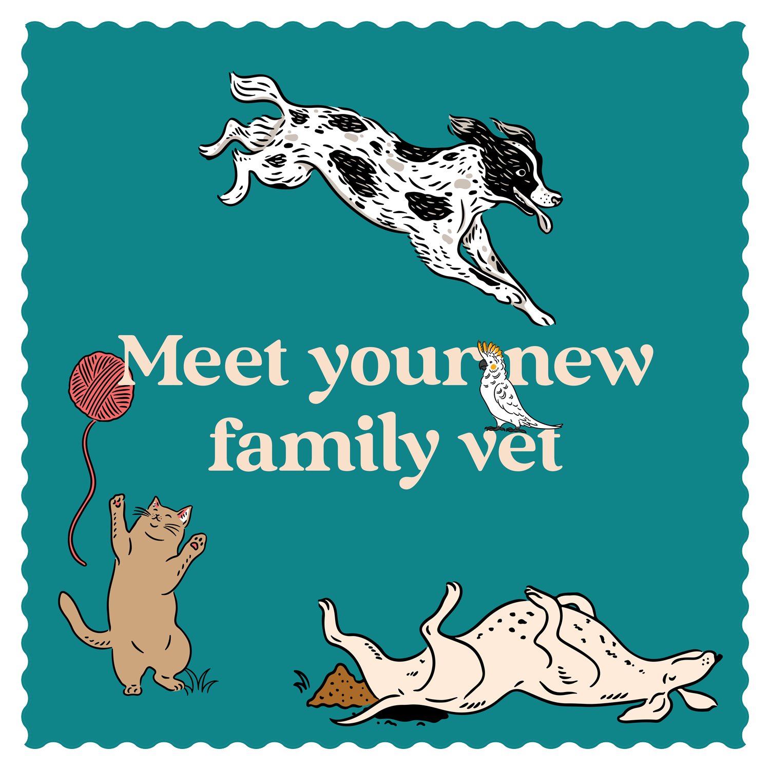 Vets on Falcon - Meet Your New Family Vet