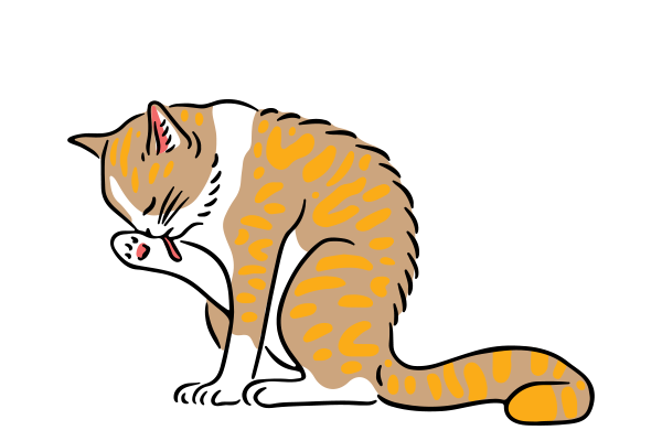 Vets on Falcon - Pet Surgery - Orthopaedic Surgery