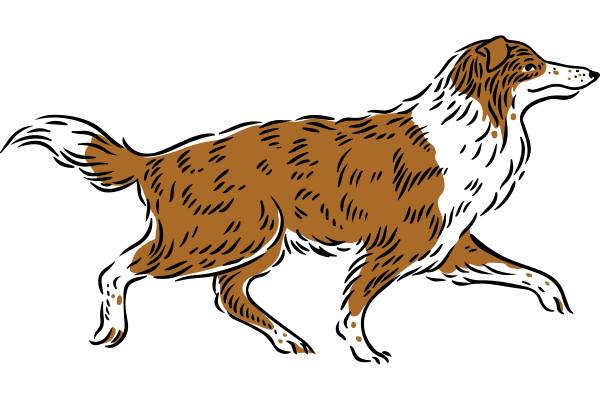 Vets on Falcon - Vet Services - Consultations