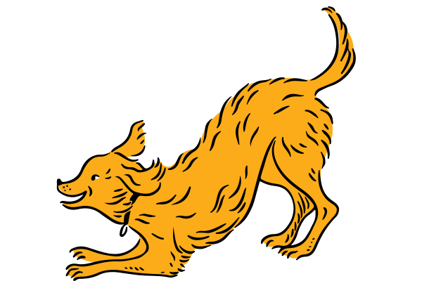 Vets on Falcon - Vet Services - Specialist Surgery