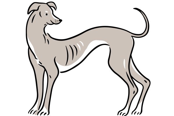 Vets on Falcon - Vet Services - Euthanasia