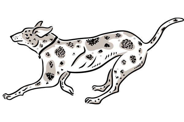 Vets on Falcon - Pet Medicine - Liver Disease