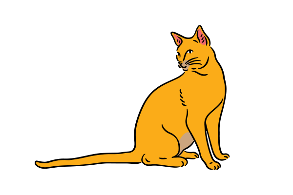 Vets on Falcon - Pet Medicine - Liver Disease