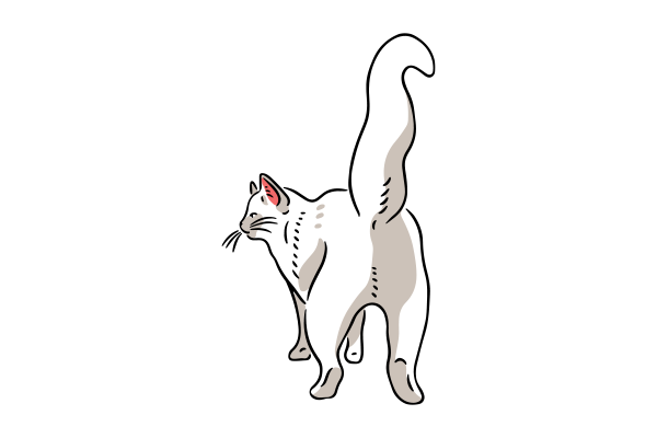 Vets on Falcon - Vet Services - Emergencies